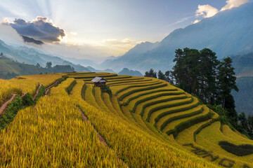 Naklejka premium Terrace rice field in Vietnam