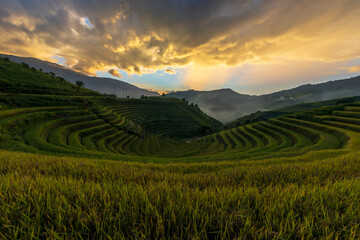 Terrace rice field in Vietnam