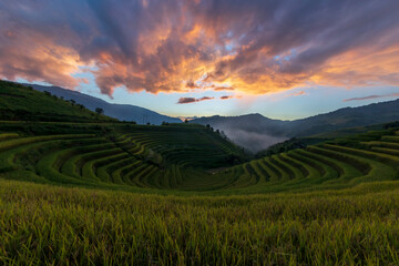 Terrace rice field in Vietnam