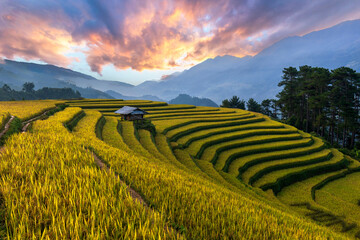 Terrace rice field in Vietnam