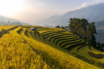 Terrace rice field in Vietnam