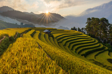 Terrace rice field in Vietnam