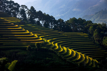 Terrace rice field in Vietnam