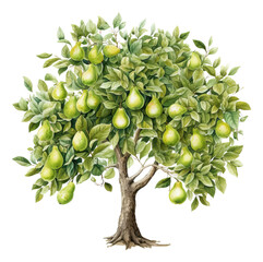 Watercolor of pear tree illustration isolated.