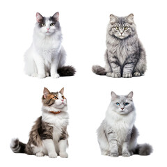 Beautiful cute cat collection isolated on transparent background