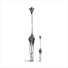 Mother giraffe and child stand side by side, animal love mother and child in Africa, animal decoration illustration  in black and white. long necked mammals motherly love bonding.