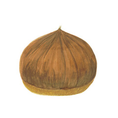 栗の水彩手描きイラスト素材