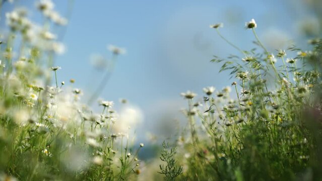 Daisy Chamomile flowers field background. Beautiful nature scene with blooming chamomilles in sun flare. Sunny day. Summer flowers.