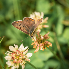 European soot copper butterfly Lycaena tityrus sits on white clover flowers.