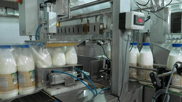 Milk Bottles Sorted For Packing By Automated Industrial Conveyor Machine. Produced Milk Bottles Wrapped In Plastic By Machine On Conveyor Line. Bottled Milk Production. Conveyor Equipment. Factory