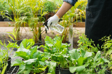 Flower care harvesting. Florists man working gardening in the backyard. Happy gardener man in gloves and apron plants flowers in greenhouse. Planting in pot with dirt or soil