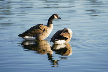 Obraz premium country goose swimming