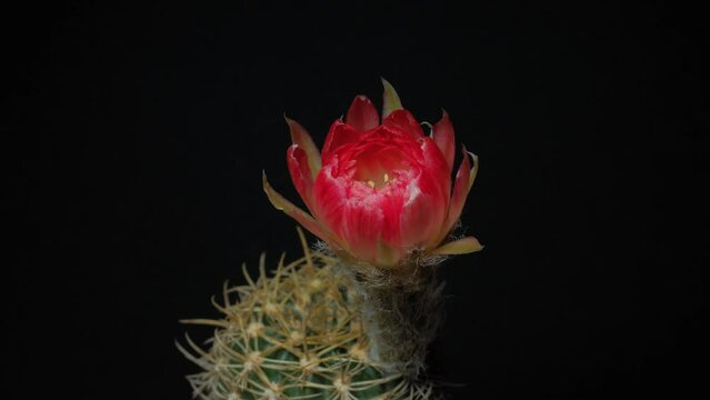 Time lapse video of red pink cactus flower plant, in the style of black background.
