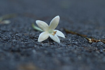 Close-up of a  beautiful white color flower lying on the road