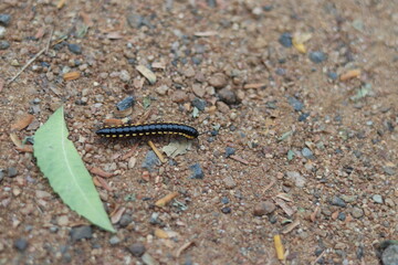 The greenhouse millipede (Oxidus gracilis) on the surface of the soil beside a green leaf
