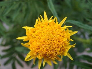 blooming yellow flower