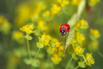 Red ladybug on a stalk of grass against the background of yellow flowers of milkweed.