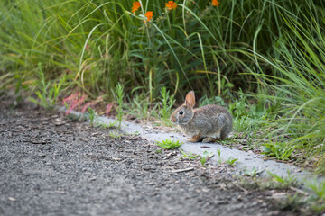Wildlife - A bunny with pink ears sits in a flower garden. The rabbit walks alone. A small hare is grazing on the grass. Little eastern cottontail. 