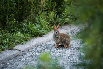 little rabbit walking alone in the garden. Wildlife, Summer time. Cotton tail bunny with pink ears
