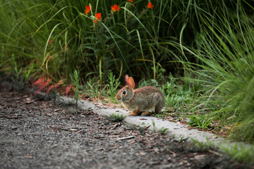 Wildlife - A bunny with pink ears sits in a flower garden. The rabbit walks alone. A little hare sits and looks around. Eastern cottontail