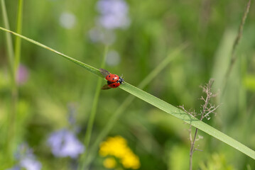 Red ladybug with wings on a stalk of grass