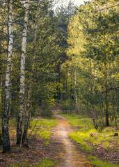 Forest area. Path in the forest. Place for hiking