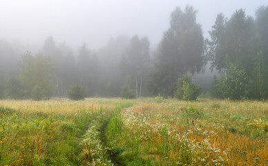 Fog descended on the meadow and trees, hiding the horizon in a haze. Foggy morning.