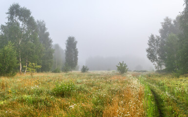 Fog descended on the meadow and trees, hiding the horizon in a haze. Foggy morning.