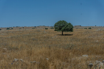 campo de Israel