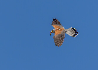 Male Lesser Ketrel Falco naumanni bring a food for babies