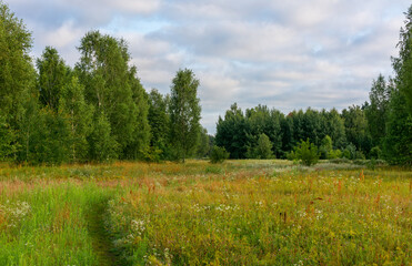 Blooming meadows. Beautiful herbs. Nice walk in nature. Hiking.