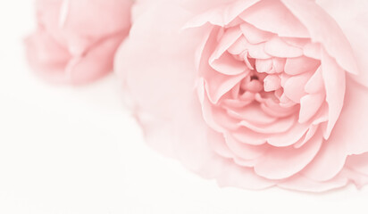 Pale pink rose flower isolated on white background. Soft focus