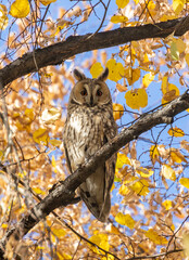 Long-eared Owl (Asio otus) on tree