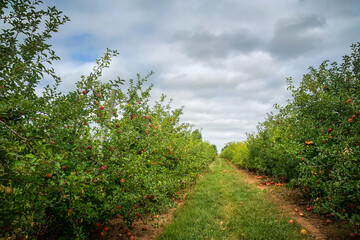 Horizontal view of apple orchard on cloudy fall day.