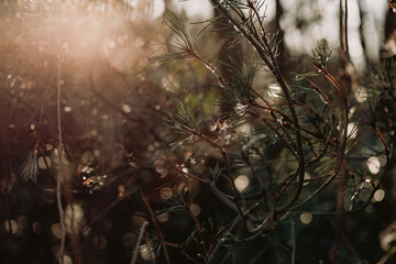 Soft golden light backlighting a coniferous tree in Linn Park, Glasgow