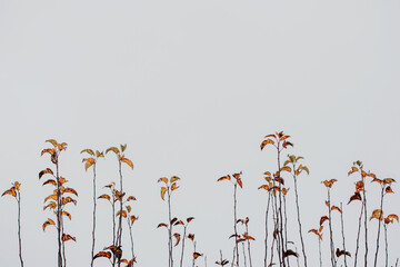 Obraz premium Autumn leaves on thin stalks against a grey sky