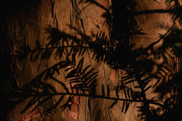 Shadows of pine needles against tree bark in Glasgow