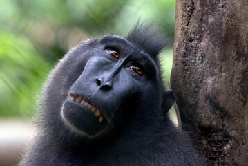 portrait of a yaki monkey (macaca nigra) on the enclosure