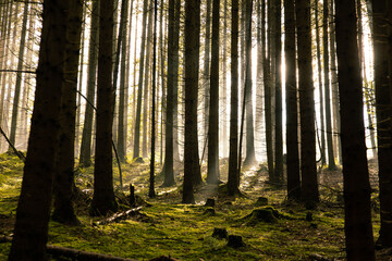 The rays of the sun break through the coniferous trees in the forest