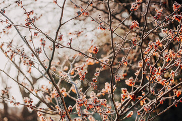 Backlit witch hazel in a winter garden at golden hour
