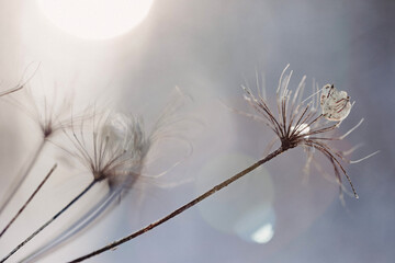 Delicate cow parsley seed head skeletons in Winter