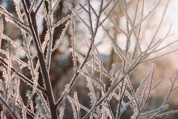 Soft golden light on frozen tree branches on a sunny winter afternoon