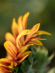 Fototapeta premium Detail of yellow, orange, and red sunflower in field. 