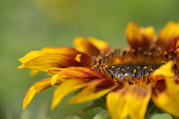 Detail of yellow, orange, and red sunflower in field.   
