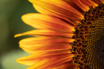 Detail of yellow, orange, and red sunflower in field.   