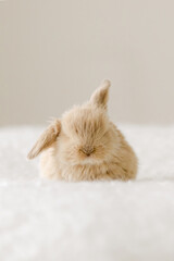 baby bunny sits in a fluffy ball on a soft background
