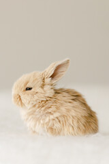 baby bunny sits in a fluffy ball on a soft background