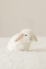 baby bunny sits in a fluffy ball on a soft background