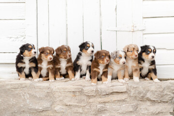 litter of sheepdog puppies on a stone barn step
