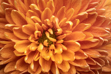 Macro image of pale orange chrysanthemum flower.